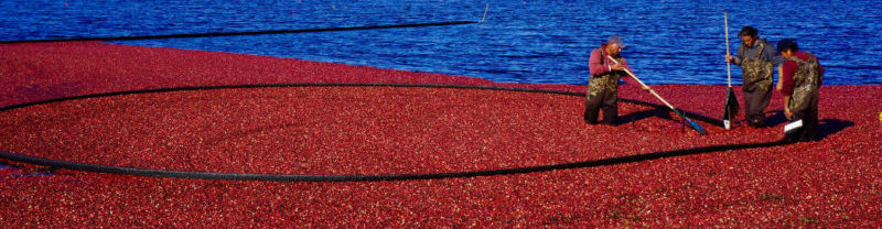 fall in nantucket cranberry festival