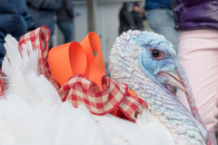 Nantucket Atheneum Turkey Plunge the day after Thanksgiving, Children's Beach, Nantucket, Massachusetts, November 23, 2018