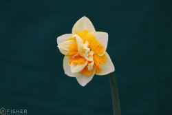 Nantucket Daffodil Festival - Fisher Real Estate-323