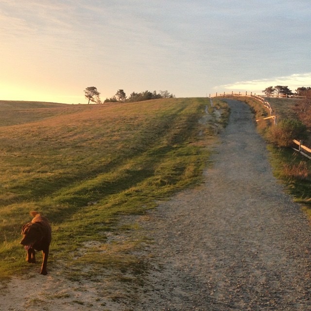 Tupancy Links dog-walking on Nantucket