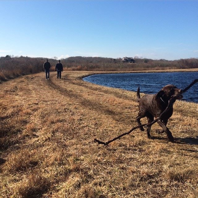 Windswept Bogs dog-walking on Nantucket