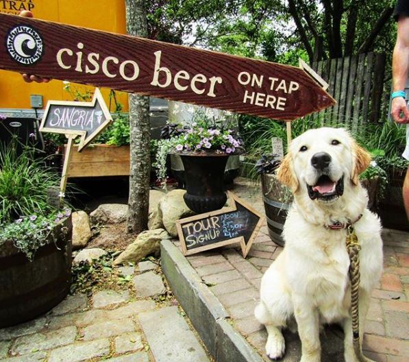 Cisco Brewery Nantucket Dog Friendly