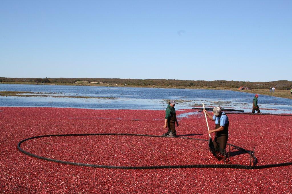Nantucket Conservation Foundation Fisher Real Estate Nantucket