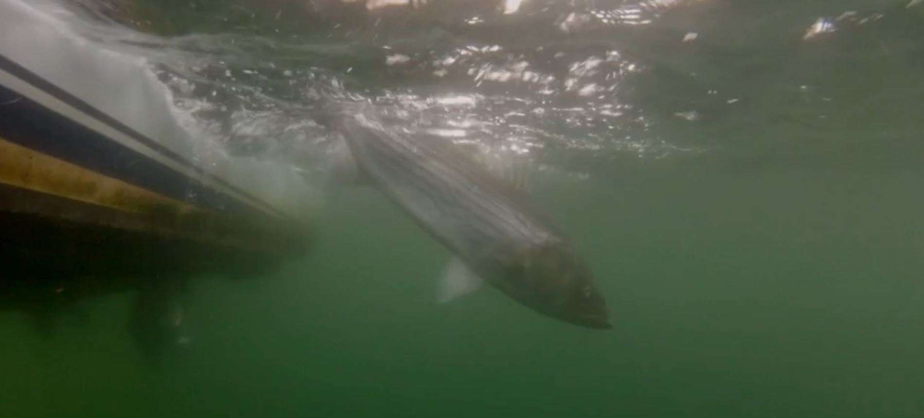 Nantucket fishing report