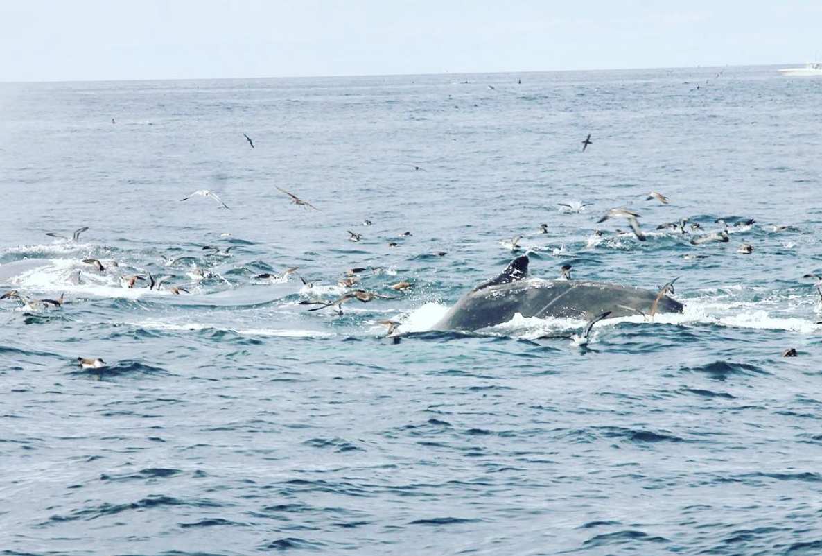 Nantucket by Sea- Boating on the Island - Nantucket Boating