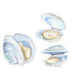 Copyright Fisher Real Estate and Meredith Hanson Nantucket Clams