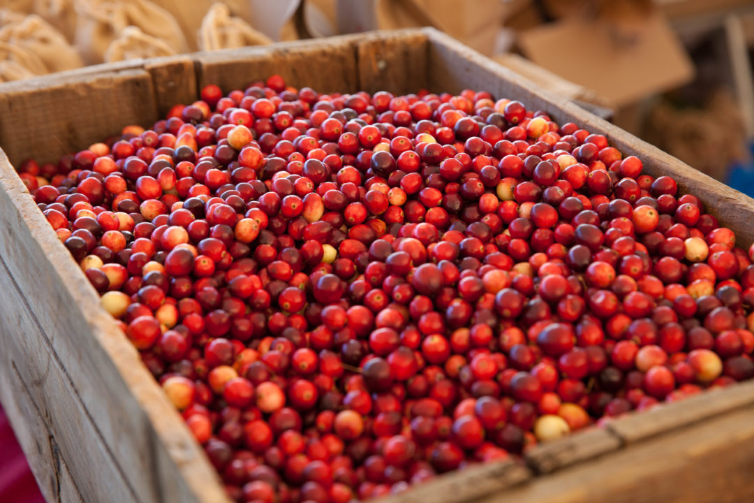 Nantucket Cranberry Festival 2018 Fun, Food and Berries!