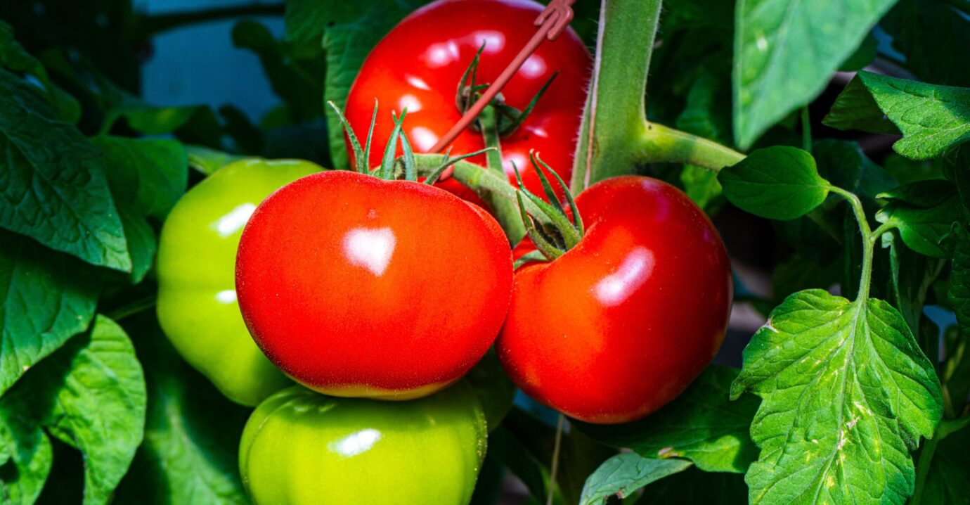 in season tomatoes from bartlett's ocean view farm on nantucket island