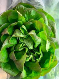 bartletts farm nantucket lettuce