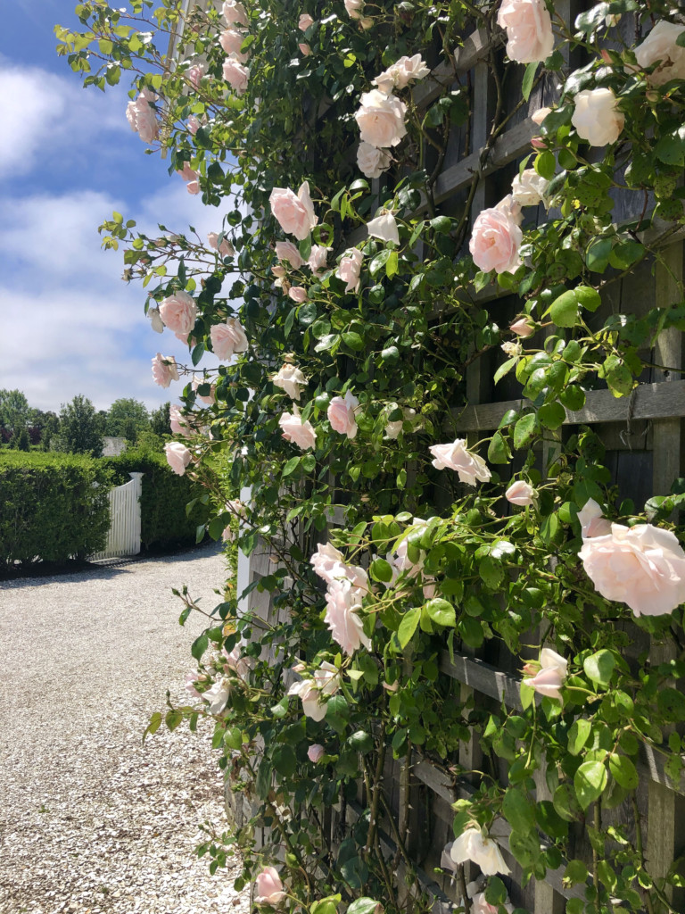 nantucket roses blooming on a trellis in june