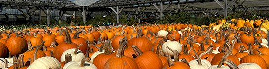 fall on nantucket pumpkins