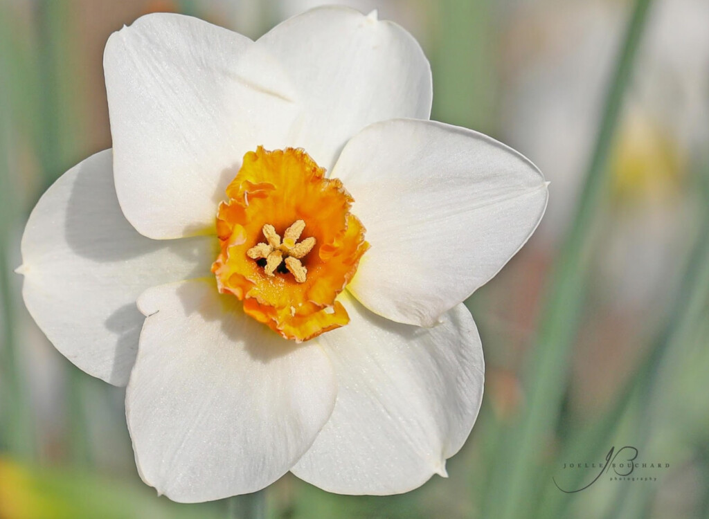 nantucket daffodil festival ack 7