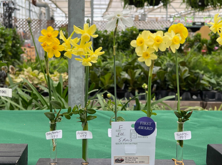 Roots of the Nantucket Daffodil Festival Weekend Fisher Real Estate Nantucket