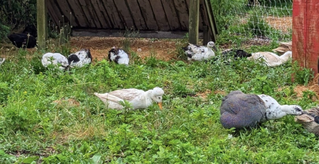 nantucket farm and field bike tour with sustainable nantucket