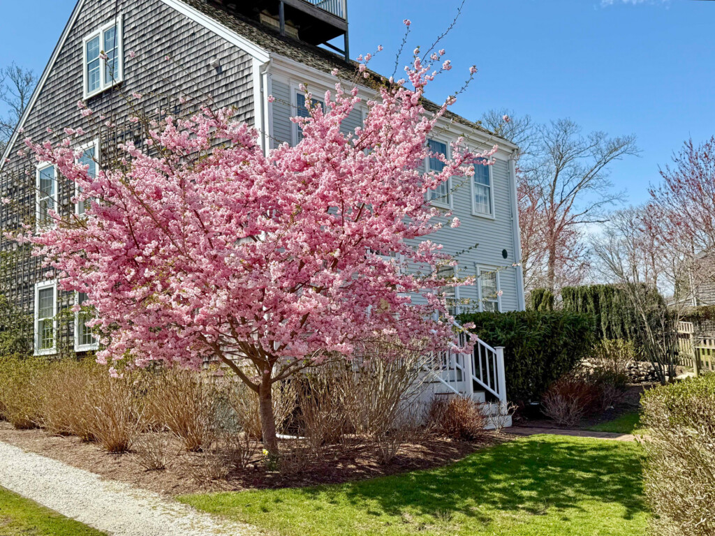 Spring-on-Nantucket
