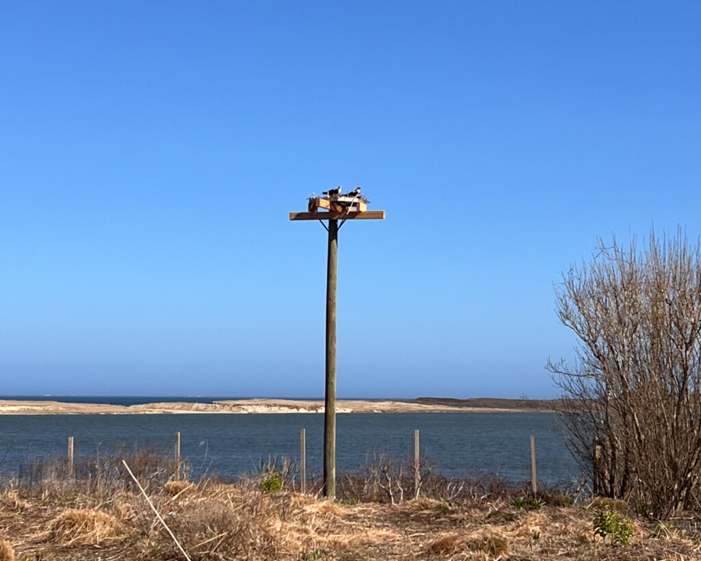 Osprey Nest Nantucket