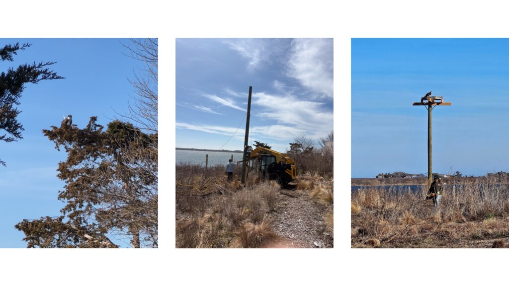 Osprey nest Nantucket